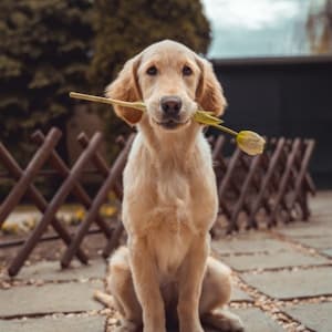 Pet Dostu Mekanlar